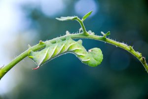 hornworm